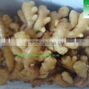 sell fresh ginger from Jining Brother