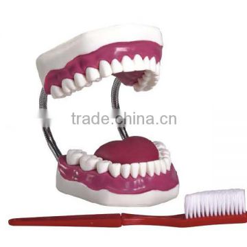 MCT-KA-013 Dental Care Model