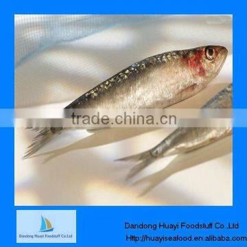 High quality competitive sardine fresh fish