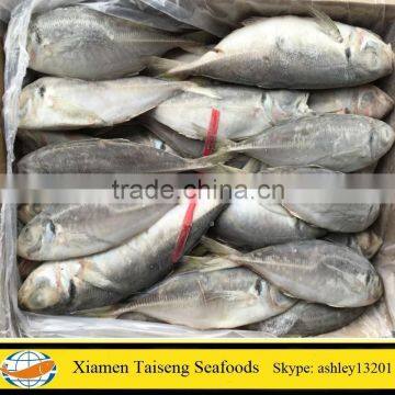 Good Quality New Landing Frozen Horse Mackerel Low Price With All Size photo-3