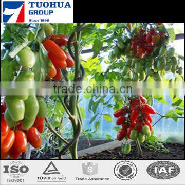 Galvanized Material Tomato Spiral Support