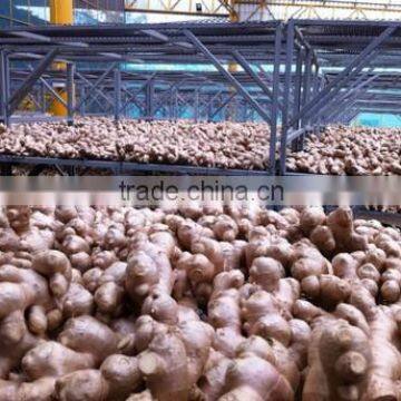 ORGANIC FRESH GINGER FOR ASIAN MARKET 150G UP