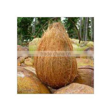 Fresh off the farm coconuts