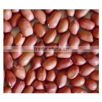 Indian Peanut Kernels