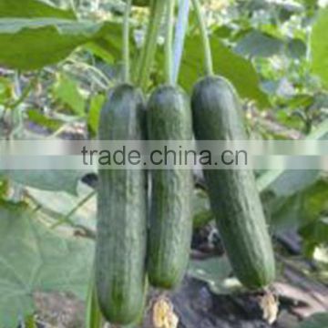 MCU191 Duoguo multi- fruit hybrid cucumber seeds, Parthenocarpy cucumber seeds for greenhouse