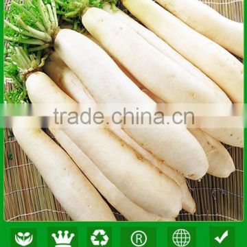 NR03 Xinku China radish seeds for agricultural, radish seeds factory