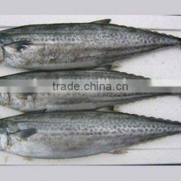 land Frozen spanish mackerel 300-500g