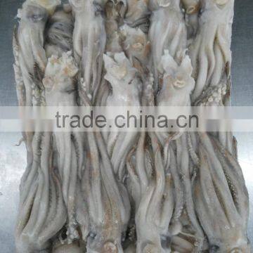 Frozen BQF Todarodes Squid Head in Sale photo-2