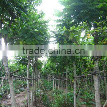 Spathodea Campanulata Nursery photo-6