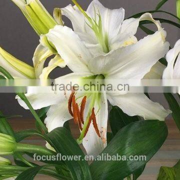 Wedding Decorations Wholesale China Fresh Cut Flowers Lily For Sale