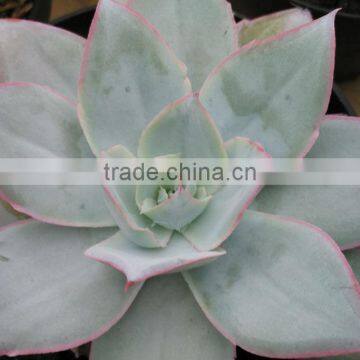 succulent plant echeveria decorative plants echeveria, succulent plants, tropical plants