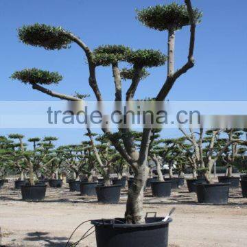 Olea Europaea "Pompon" Large Young Skin Trunk photo-5