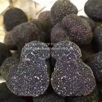 Factory Price Premium Quality Chinese Wild Fresh Black Truffle (Size:1-3CM/3-5CM/5CM above)