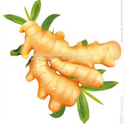 In 2021, With Fresh Ginger photo-2