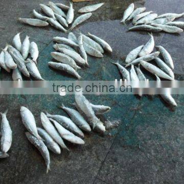 Frozen Sardine fish from Chinese Manufacture 70 pcs / 10 kg