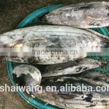 Frozen seafood skipjack tuna fish sale with size 300 - 750g +