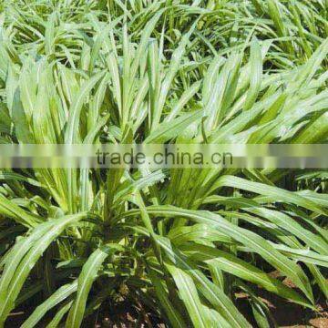 Green High Yield Perennial Hybrid Pennisetum Chinese Forage Seeds