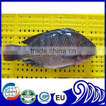 Black tilapia fish products supplier