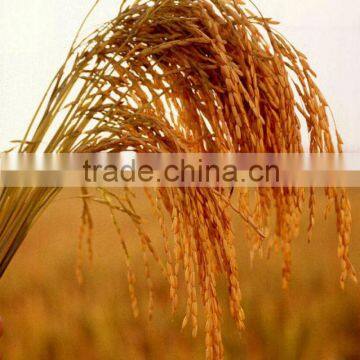 Parboiled Rice IRRI6 Golden Rice, Good Cooking & Taste