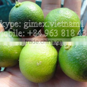 fresh calamansi / +84963818434 whatsapp