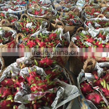 VIETNAM DRAGON FRUIT-RED FLESH