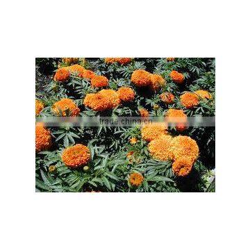 Tagetes erecta orange (Marigold African Orange)