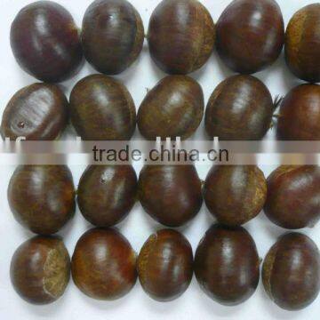 Good food bottom price fresh new crop chestnut