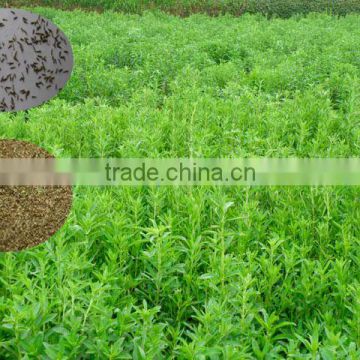 High Yield Hybrid F1 Seeds Stevia/Stevia Seeds/Stevia Rebaudiana Seed For Planting