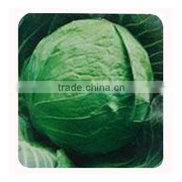 Chinese vegetable hybrid cabbage Seeds Kale Seed vegetable seeds for planting-Rinda