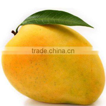 Mouth Watering and Tasty Mango Pulp photo-3