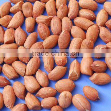 INDIAN BOLD PEANUT KERNEL