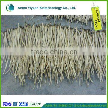 Adenophora paniculate 2015 Good Exporting Herbal Medicine