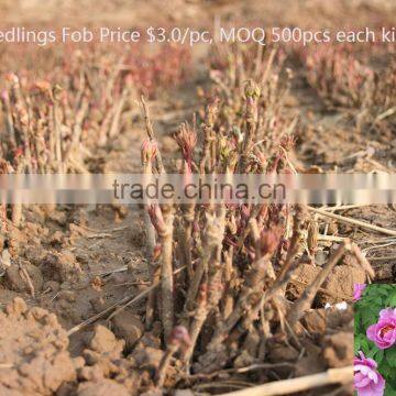 Paeonia Suffruticosa Andrews Peony Seedling