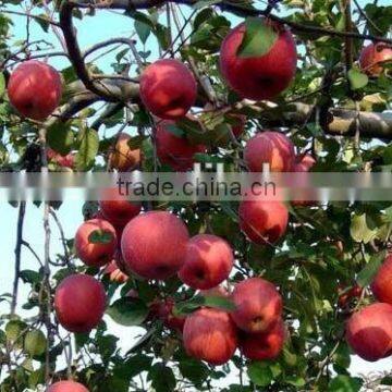 Natural Apple Peel Extract Procyanidin b2 photo-5