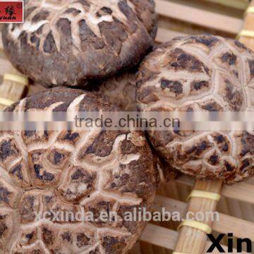 Top Quality Flower Mushroom,2015 Top Dried Shiitake Mushroom