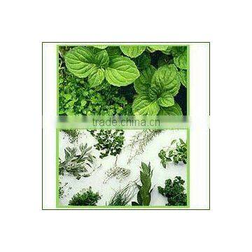 Natural Quality of Peppermint Oil / Mentha Piperita / Mentha Piperata