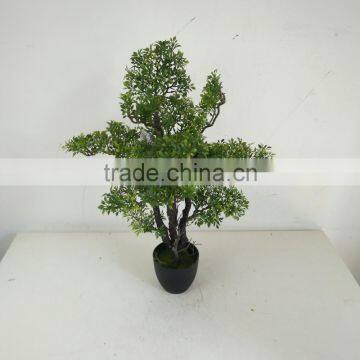 Small Bonsai Tree Wholesale photo-4