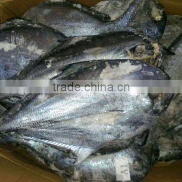 Frozen Seafood BLACK POMFRET OR BRAMA FILLET Frozen Fish photo-3
