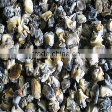 sea frozen and cooked conch shell meat