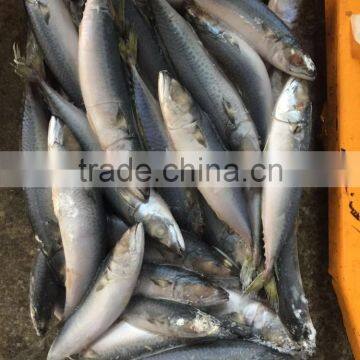 80-150g Frozen Pacific Mackerel for Canning photo-3