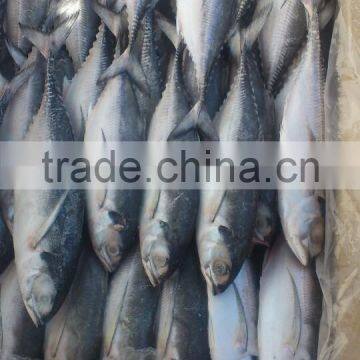 HORSE MACKEREL/ HARDTAIL SCAD/ HARD TAIL SCAD photo-3