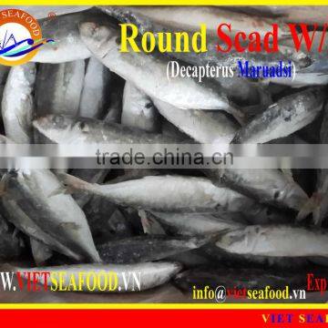 FROZEN WHOLE ROUND ROUND SCAD