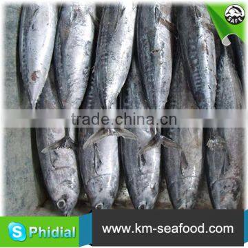 Carton or Woven Bag Packed 18 Months Shelf Life New Frozen Bonito photo-3