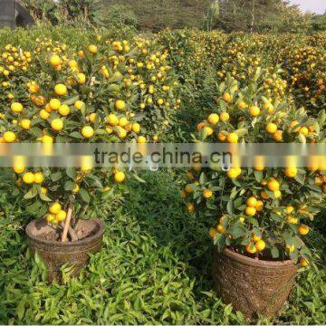 Citrus mitis ( Citrofortunella microcarpa) orange tree 90-100cm for ornamental plant