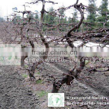 Ginkgo biloba bonsai trees 10 years old