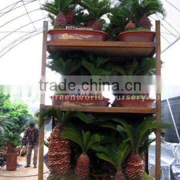 cycas revoluta exporter for loading