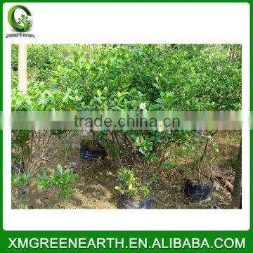 Gardenia Jasminoides