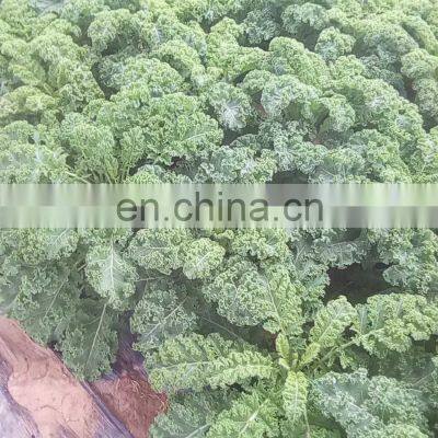 1cm Leaf Vegetable IQF Frozen Kale photo-2