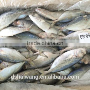 Frozen Bigeye scad Supplier with size 50 - 60 pcs