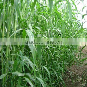 2016 New Forage Grass Seeds Sorghum Sudan Grass Seeds For Growing